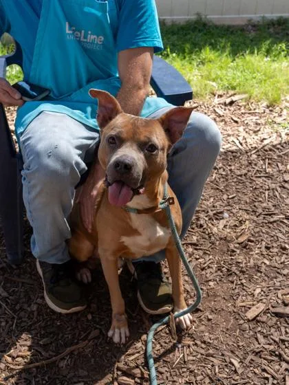 An adult large-sized male Mixed Breed dog named Teepee for adoption in Chamblee, GA