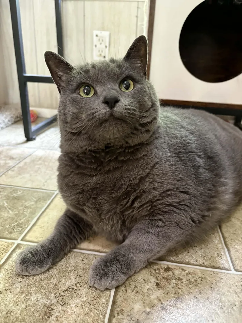 An adult extra large-sized male Gray / Blue / Silver Domestic Short Hair cat named Fred for adoption in Ona, WV