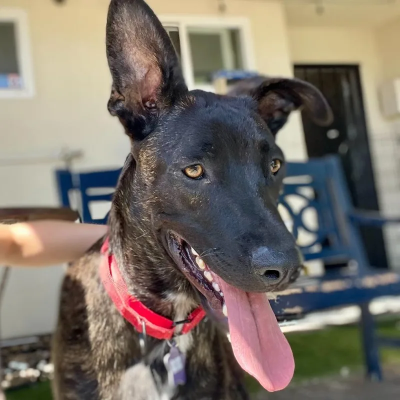 A young large-sized male Brown / Chocolate Mixed Breed dog named Brody for adoption in San Francisco, CA