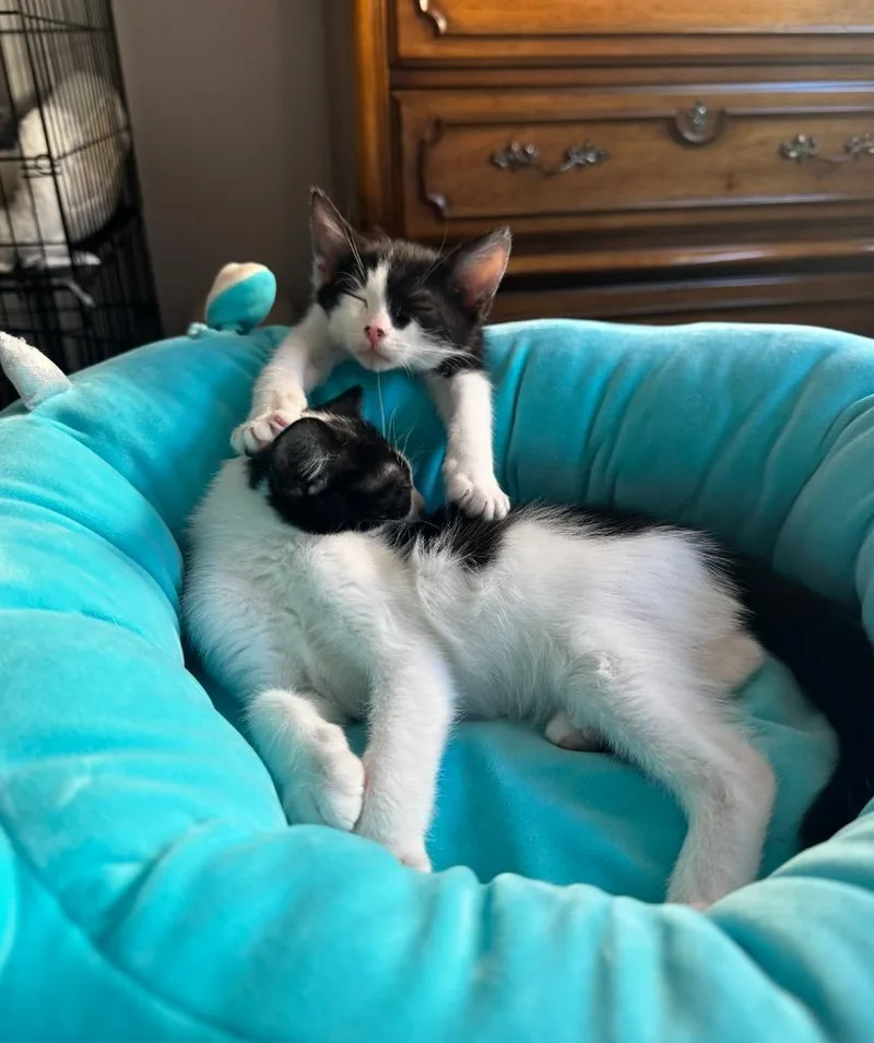 A baby small-sized female Domestic Short Hair cat named Deacon for adoption in Los Angeles, CA