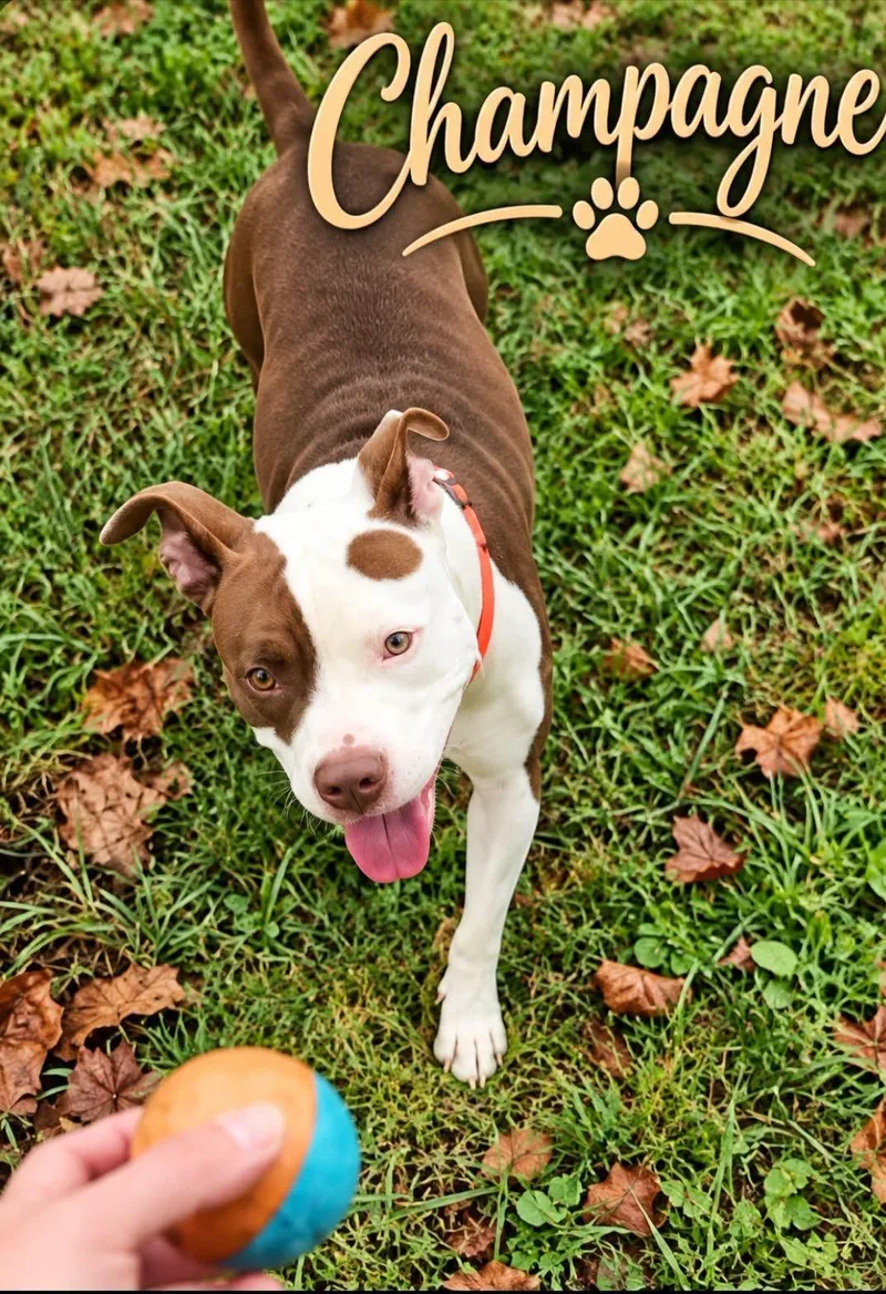 An adult medium-sized female White / Cream Terrier dog named Champagne for adoption in Sunbright, TN