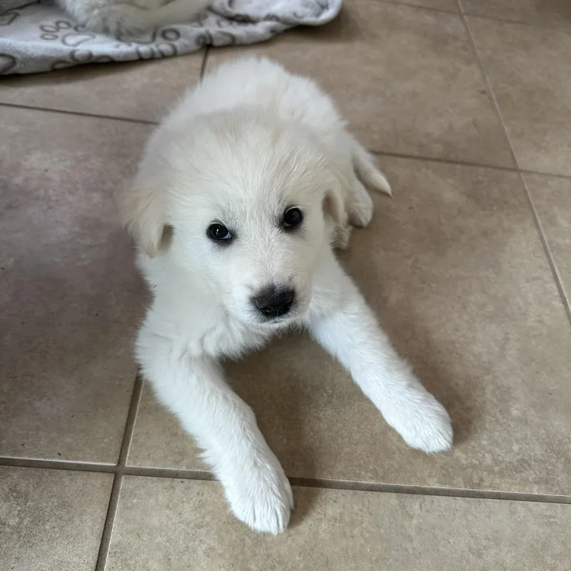 A baby large-sized female White / Cream Great Pyrenees dog named Fontina for adoption in Normal, IL
