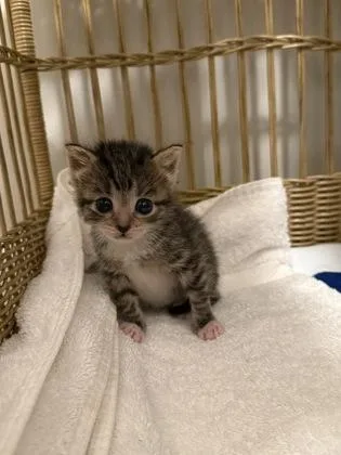 A baby small-sized female Domestic Short Hair cat named Beaver for adoption in Atlanta, GA