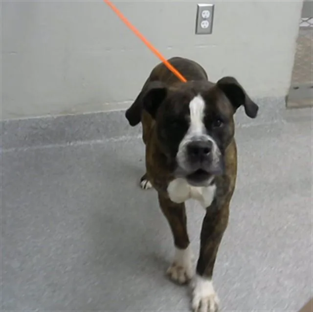 An adult large-sized male Boxer dog named Augustus for adoption in Pasadena, TX