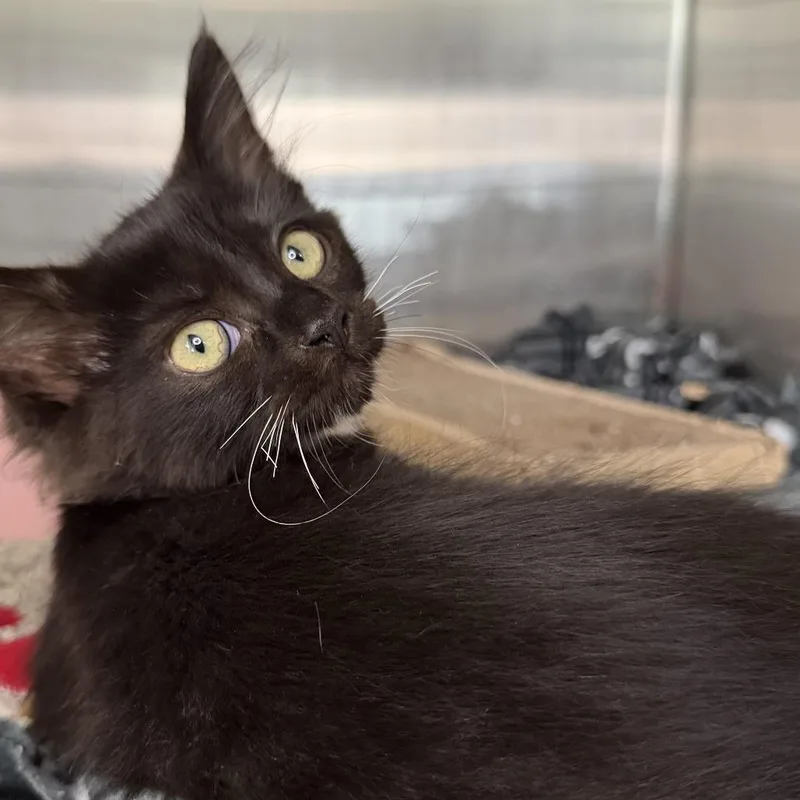 A baby small-sized female Domestic Short Hair cat named Lady Capulet for adoption in Los Angeles, CA