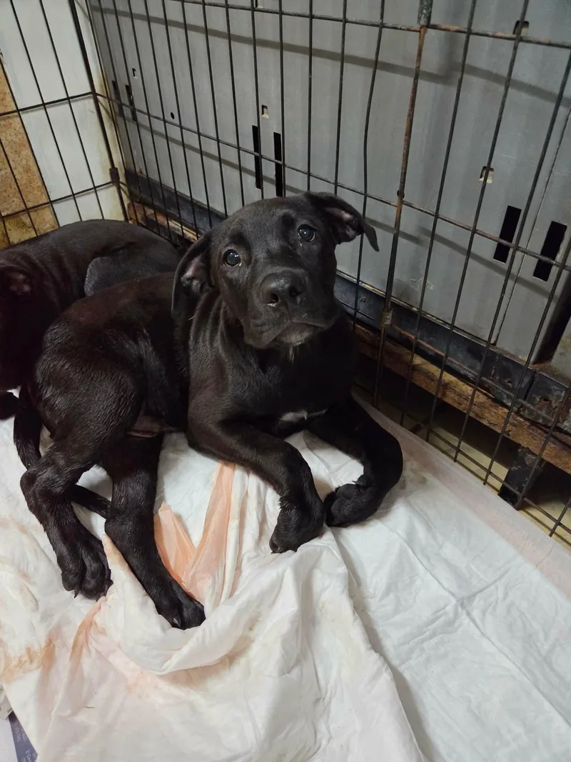 A baby large-sized male Pit Bull Terrier dog named Bryan for adoption in El Centro, CA