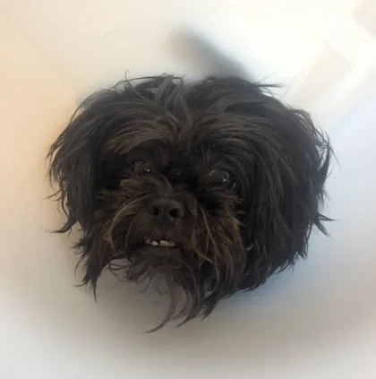 A senior medium-sized female Shih Tzu dog named Bella for adoption in Honolulu, HI
