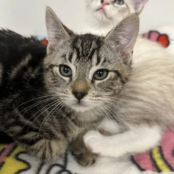 A baby medium-sized male Domestic Short Hair cat named Wilson for adoption in Silverdale, WA