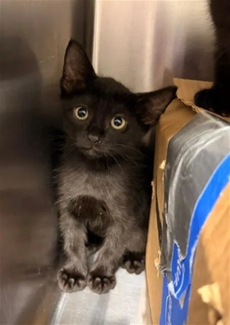A baby small-sized male Domestic Short Hair cat named Eddy for adoption in Baytown, TX