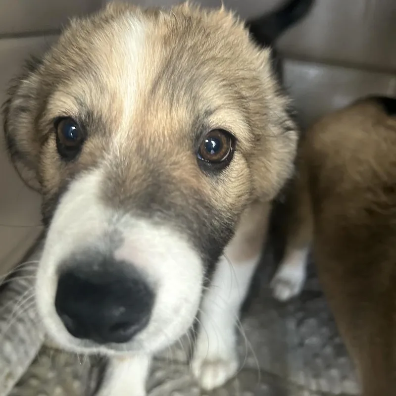 A baby medium-sized female Brown / Chocolate Mixed Breed dog named Pumpkin Pie for adoption in Point Richmond, CA