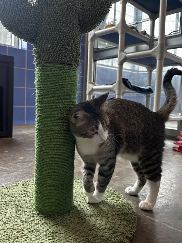 A young small-sized female Domestic Short Hair cat named Bee for adoption in Austin, TX