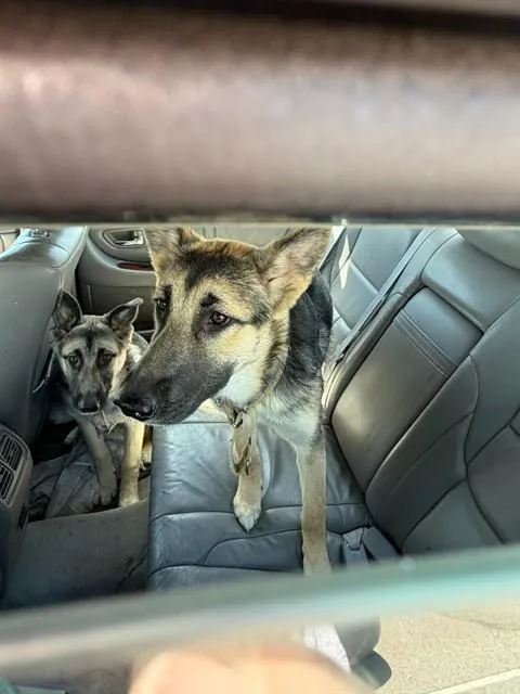 A young large-sized male German Shepherd Dog dog named Pongo for adoption in Stockton, CA