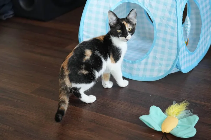 A baby medium-sized female Domestic Short Hair cat named Esther for adoption in Glendale, AZ