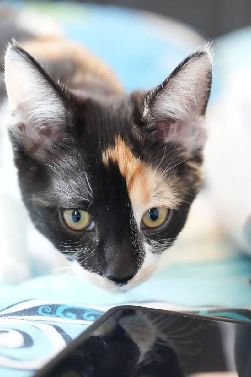 Esther thumbnail 2