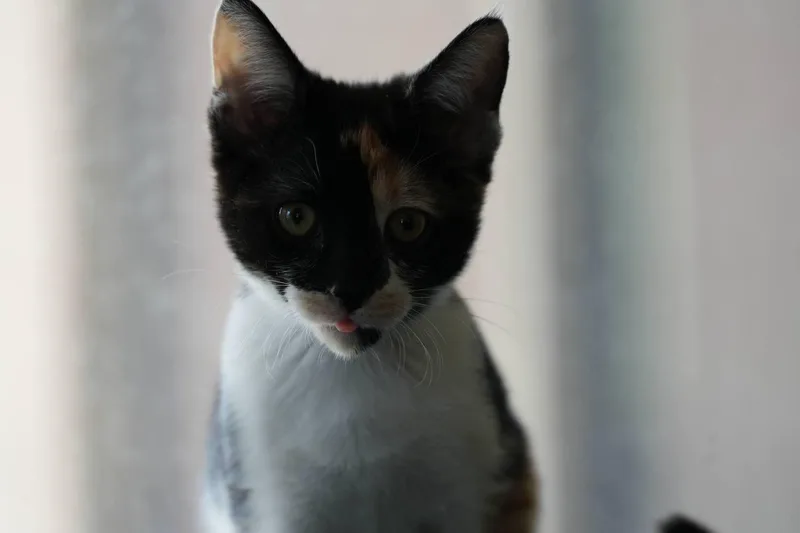 Esther thumbnail 3