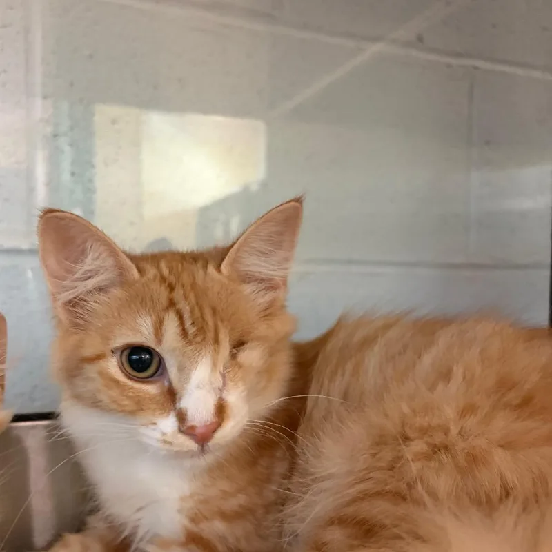 Purrseus thumbnail 2