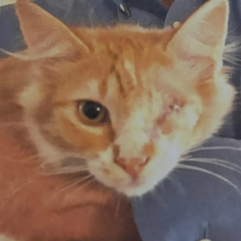 Purrseus thumbnail 3