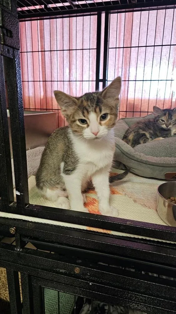 A baby small-sized female Black & White / Tuxedo Domestic Short Hair cat named Baby Bottle Pop for adoption in Chicago, IL