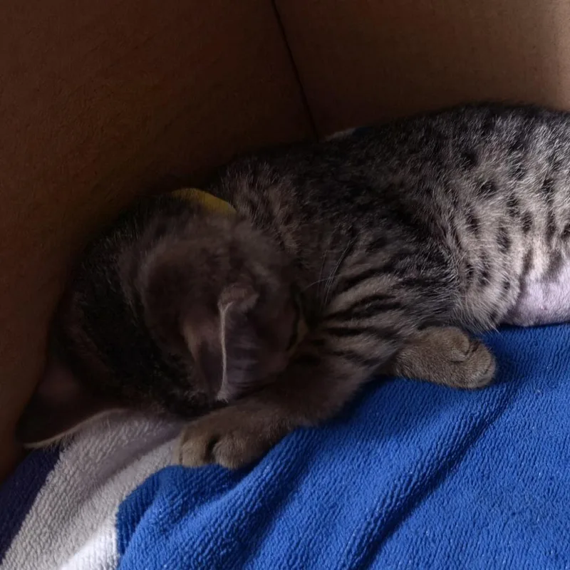 A young medium-sized female Tabby (Brown / Chocolate) Domestic Short Hair cat named Snap for adoption in Evanston, IL