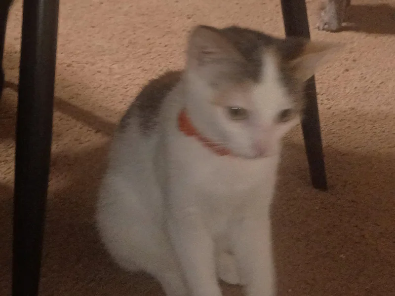 A young medium-sized female Manx cat named Bunbun for adoption in Niles, MI