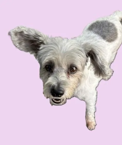 An adult small-sized female Gray / Blue / Silver Shih Tzu dog named Chika for adoption in Pasco, WA