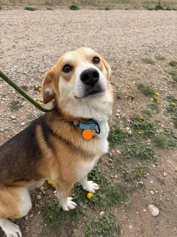 An adult medium-sized male Tricolor (Brown, Black, & White) Collie dog named Wylie for adoption in Fort Collins, CO