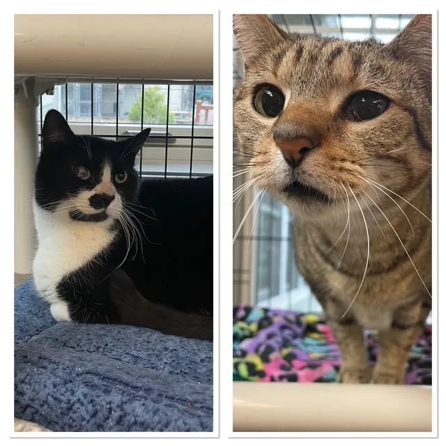An adult medium-sized male Black & White / Tuxedo Domestic Short Hair cat named Chester And Gabriel for adoption in Attleboro, MA