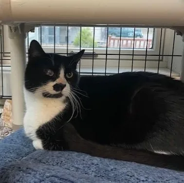 Chester And Gabriel thumbnail 3