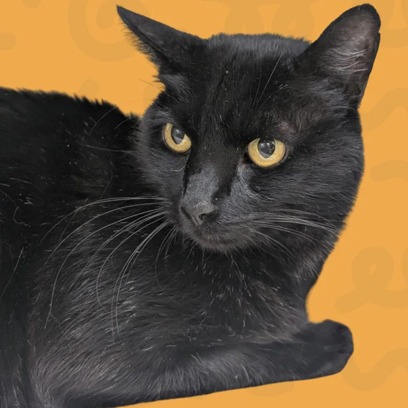 A senior large-sized male Black Domestic Short Hair cat named ParaNorman for adoption in Reno, NV