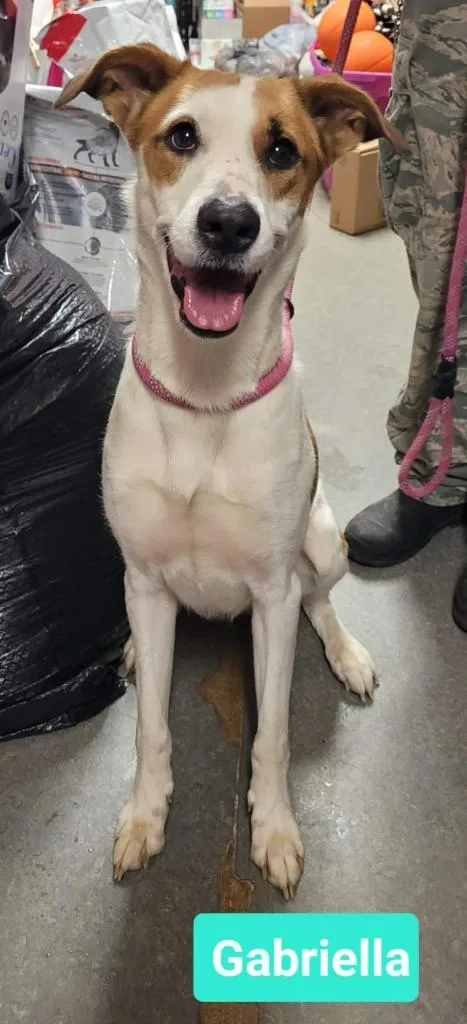 Gabriella thumbnail 3