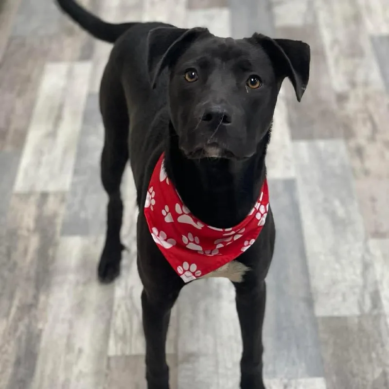 A young medium-sized male Mixed Breed dog named Cain for adoption in Lufkin, TX