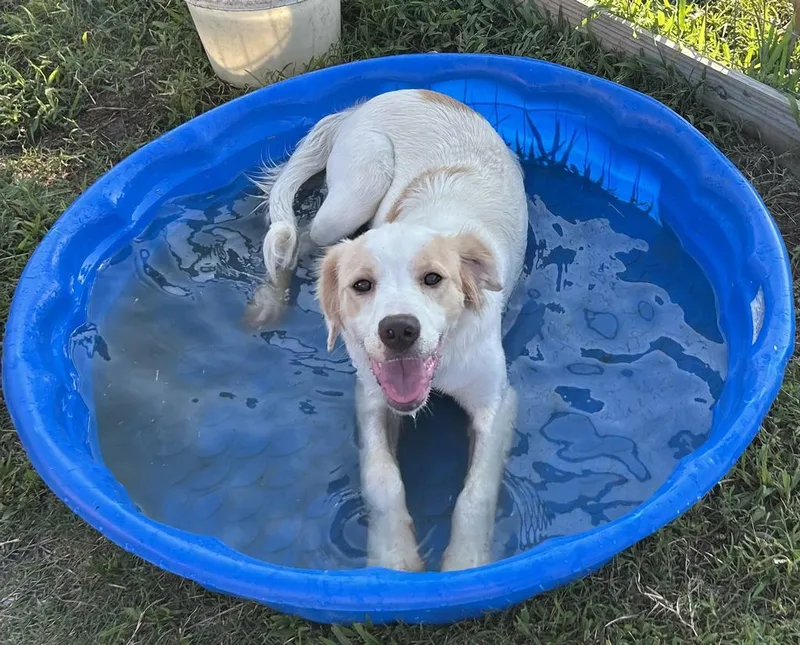 A baby medium-sized female Mixed Breed dog named Ruby for adoption in Florence, SC