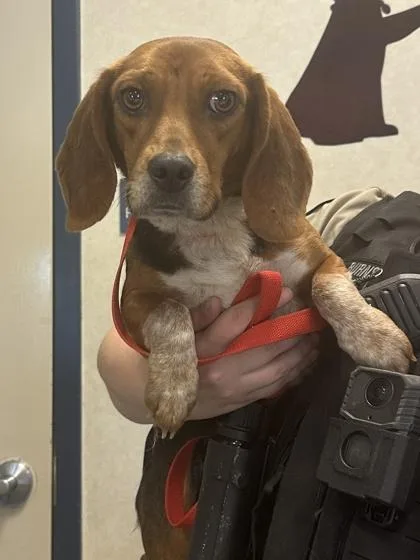 An adult small-sized female Beagle dog named Bagel Bite for adoption in King William, VA