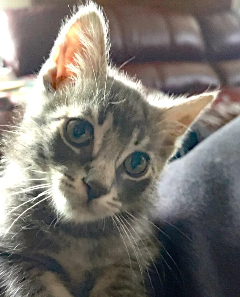 A baby medium-sized male Domestic Short Hair cat named Michael Myers for adoption in Ventura, CA
