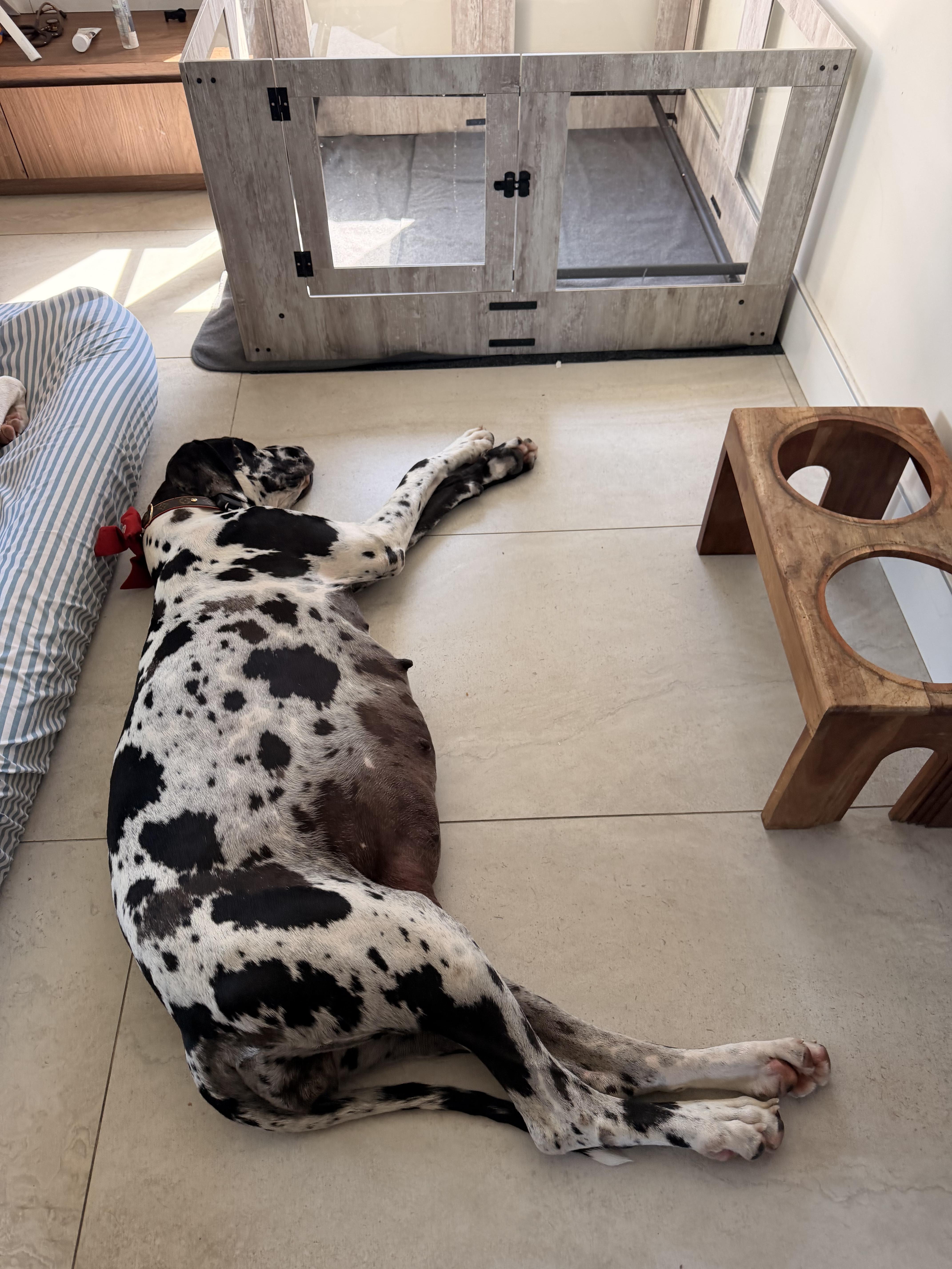 A young extra large-sized female Great Dane dog named Betsy for adoption in Long Beach, CA