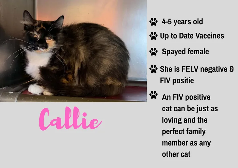 An adult medium-sized female Domestic Medium Hair cat named Callie for adoption in Junction City, KS