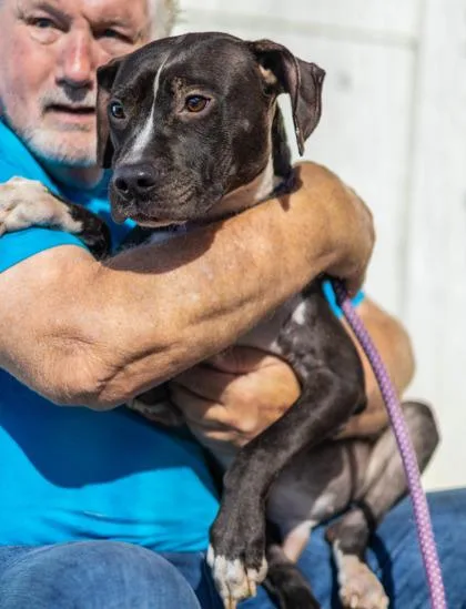 A young medium-sized male Mixed Breed dog named Dukes for adoption in Chamblee, GA