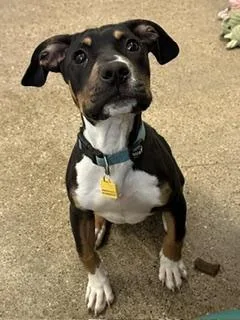 A baby medium-sized male Black Pit Bull Terrier dog named Coolio for adoption in Cleveland, OH