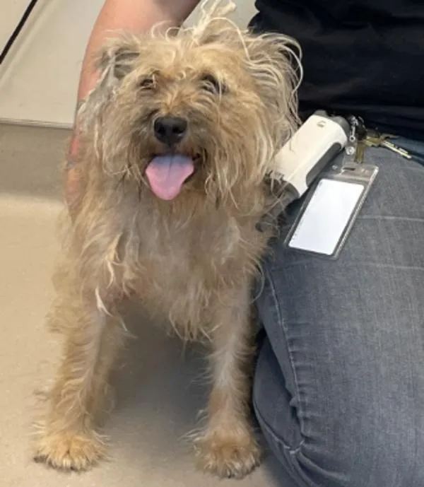 An adult medium-sized female Terrier dog named Jenny for adoption in El Cajon, CA