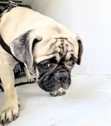 An adult medium-sized male Pug dog named A for adoption in Houston, TX