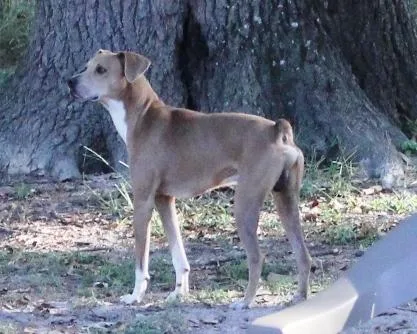 Aiden Male  Neutered