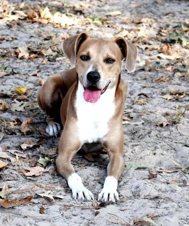 Aiden Male  Neutered thumbnail 4