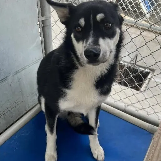 A young small-sized female Black Husky dog named Pepperoni for adoption in Los Banos, CA