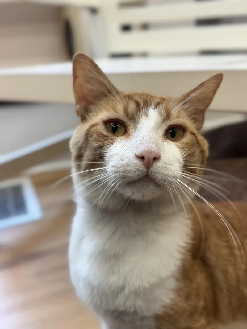 A young medium-sized male Orange & White Domestic Short Hair cat named Mr Tibbs for adoption in North Haven, CT