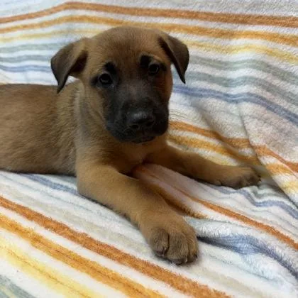 A baby small-sized male Mixed Breed dog named Prince Charming for adoption in Janesville, WI