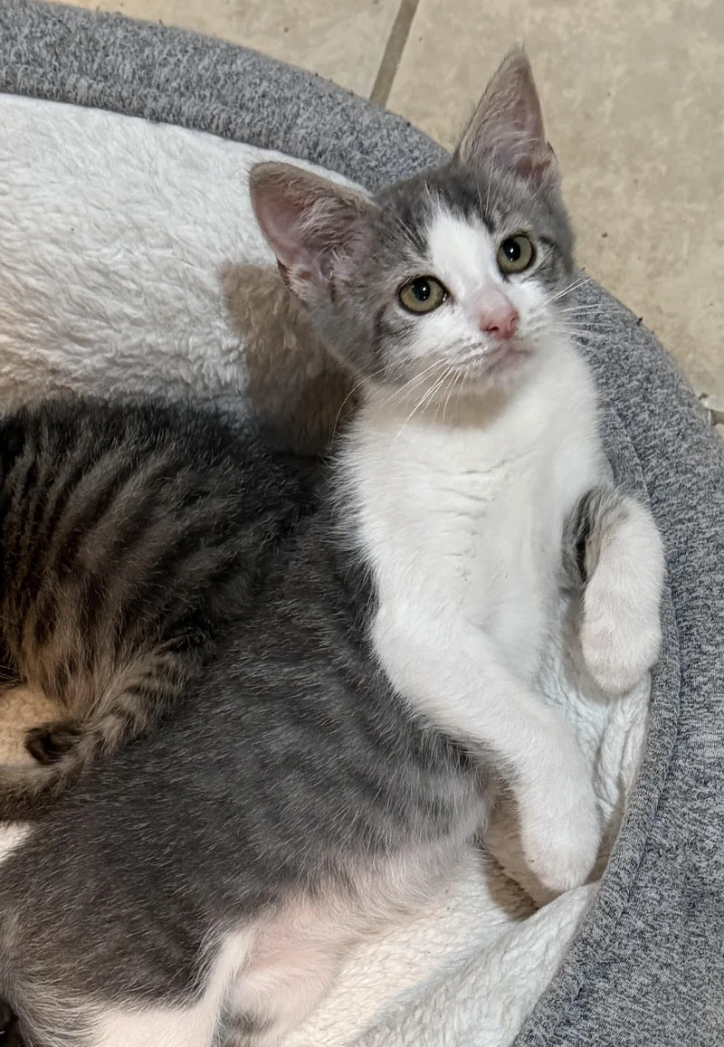 A baby small-sized female Tabby (Gray / Blue / Silver) Domestic Short Hair cat named Mimsy for adoption in East Hanover, NJ