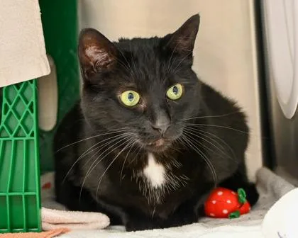 An adult small-sized female Domestic Short Hair cat named Bella for adoption in West Seneca, NY