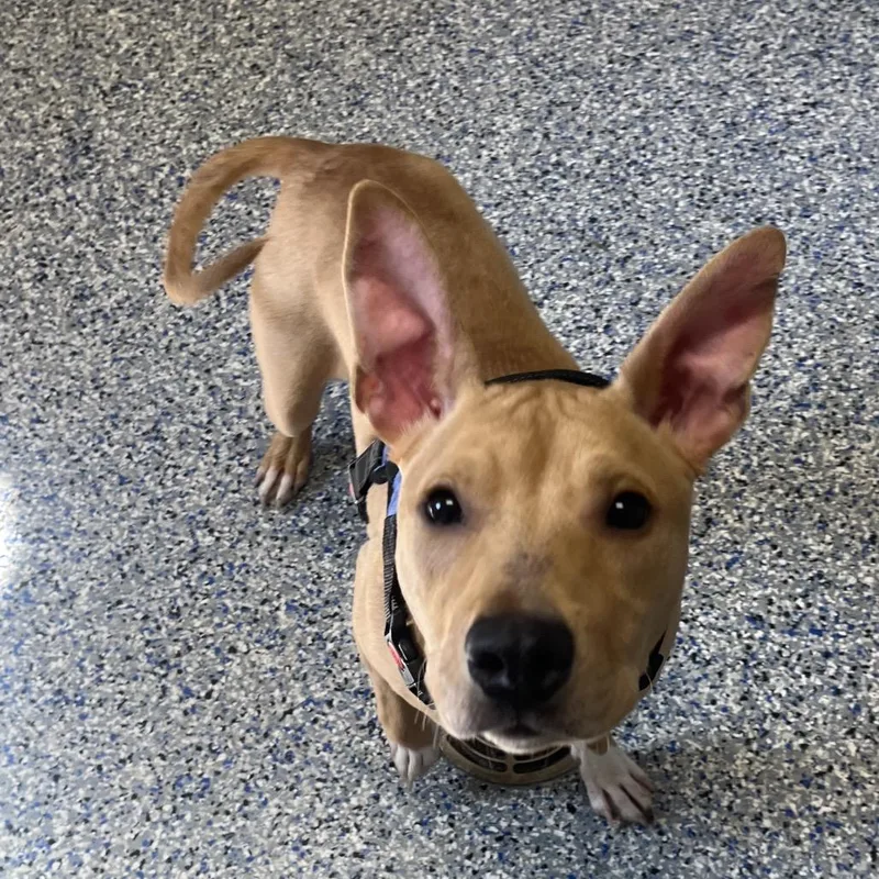 A young medium-sized male Yellow / Tan / Blond / Fawn Retriever dog named Rockie for adoption in Greenville, SC