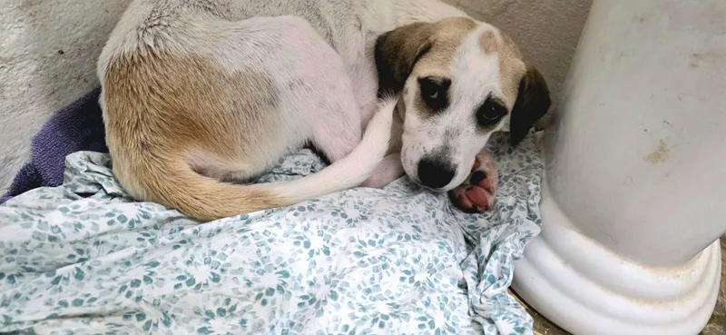 Kiki "the Cutest!" thumbnail 2