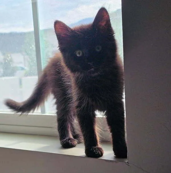 Calypso